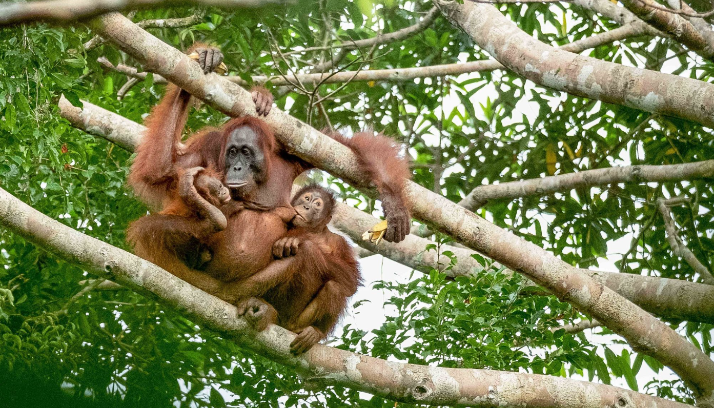 Tanjung Puting Mengajarkan Kita Menjaga Jarak