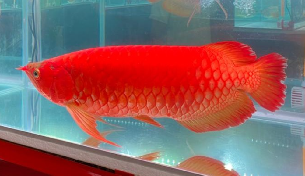Kearifan Lokal Menjaga Arwana Super Red Kalbar